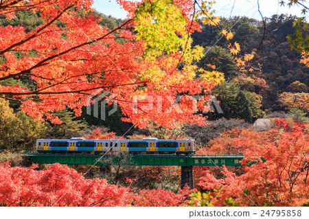 Autumnal leaves and water line lines 24795858