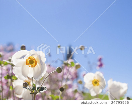 Blue sky and Shumayigiku (white) 24795936