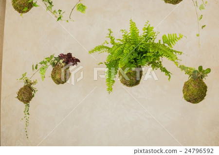 Decorative green shrub in form of ball 24796592