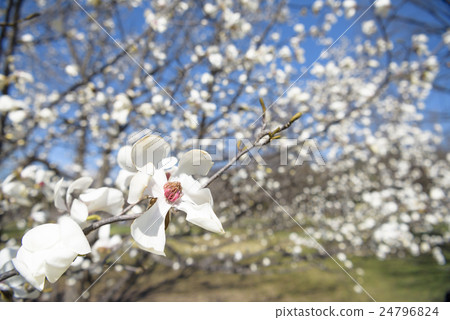 Kobushi flower 24796824