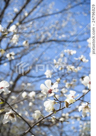 Kobushi花 24796829