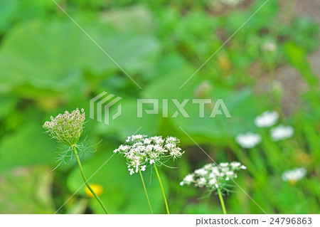 諾拉胡蘿蔔花 24796863