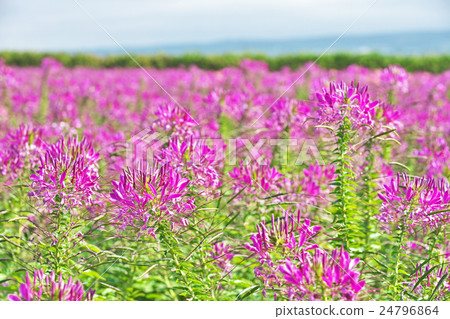 hortus ova花園 24796864