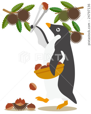 Adelie penguin days: Autumn taste, chestnut picking 24797136