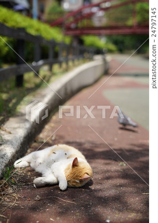 Stray cat striking face 24797145