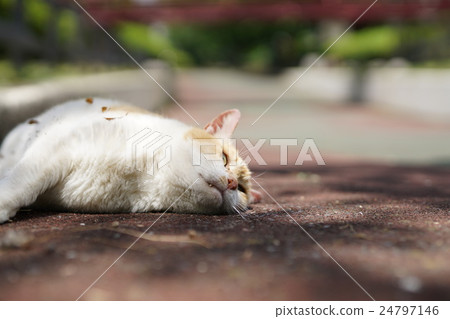 Stray cat sending a line of sight 24797146
