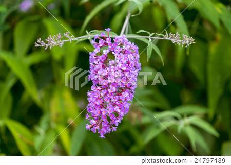 Fusa fujijiugi Fusa fujijiugi 24797489