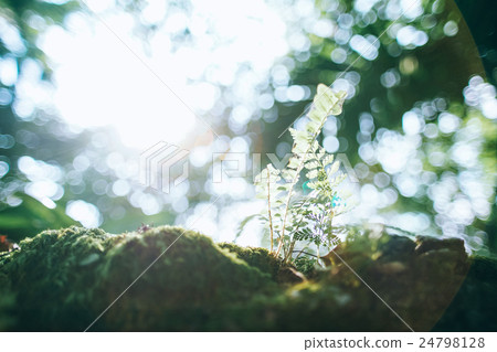 植物,陽光,光線,耀光,生命力,Plant, sunshine, light, light 24798128