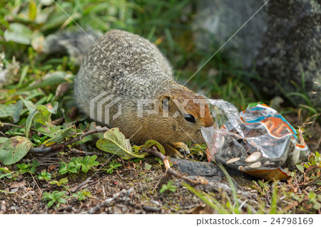Arctic ground squirrel climbs in package with Arctic ground squirrel climbs in package with 24798169