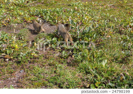 Arctic ground squirrel opponent banishes from its 24798199
