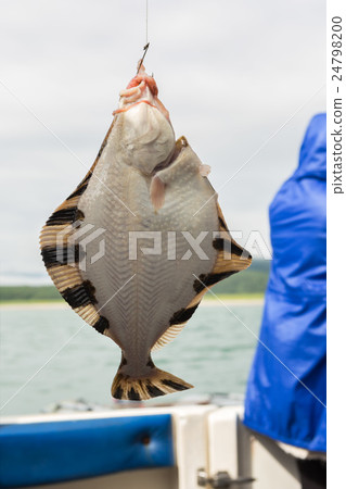 Flounder on hook. Bottom sea fishing in the 24798200
