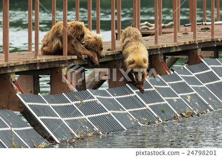 Three little brown bear cub on fence to account 24798201
