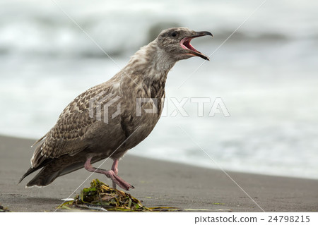 Pacific Gull shows aggression on ocean. Pacific Gull shows aggression on ocean. 24798215