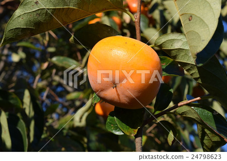 Harvesting Persimmon 24798623