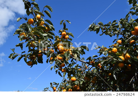 Harvesting Persimmon 24798624