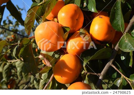 Harvesting Persimmon 24798625