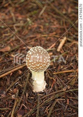 Forest mushrooms Tengutake Forest mushrooms Tengutake 24798870