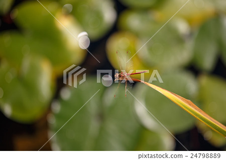 Dragonfly sitting on a leaf. 24798889