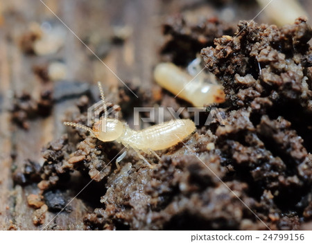 Termites Termites 24799156