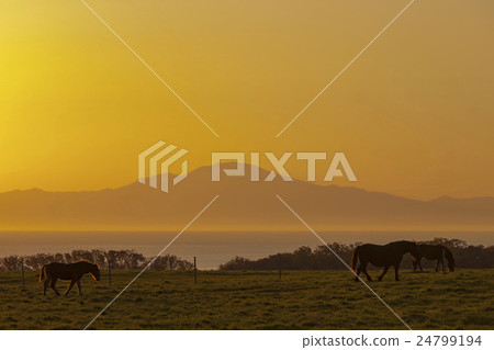 Abashiri Misaki牧場在晨光中 24799194