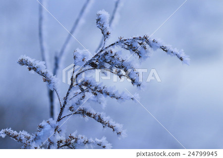 Winter landscape 24799945