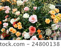 Roses 24800138