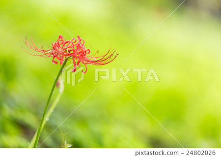 Cluster amaryllis 24802026