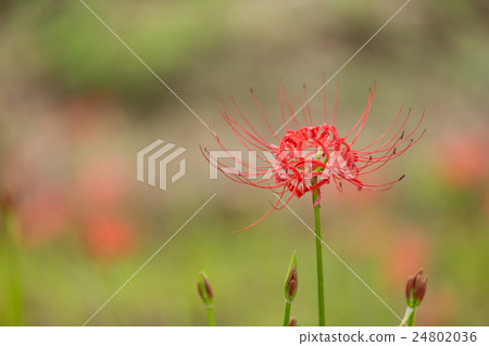 Cluster amaryllis 24802036