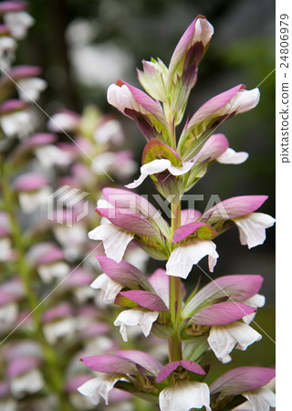 Acanthus Acanthus 24806979