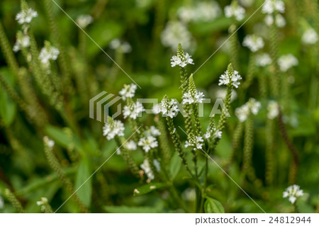 Verbena Hastacha White Verbena Hastacha White 24812944