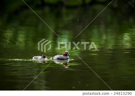 Kaizuburi的父母和孩子 24813290