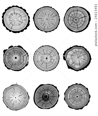 section of trunks 24813491