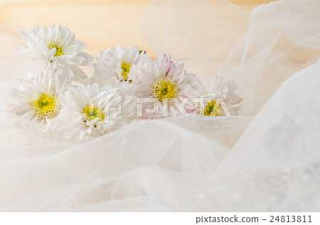 White chrysanthemum flowers with lace on table 24813811