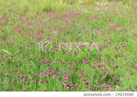 filed of violet flower from pangonglake filed of violet flower from pangonglake 24814080
