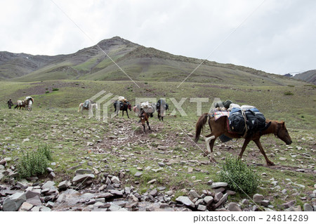 horse caravan trek to stok kangri summit horse caravan trek to stok kangri summit 24814289