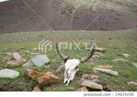 skull from way stok kangri summit skull from way stok kangri summit 24814290