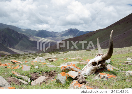 skull from way stok kangri summit soft focus skull from way stok kangri summit soft focus 24814291