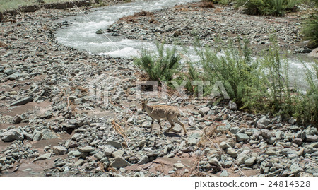 chamois lookaround on stream in himalaya 24814328