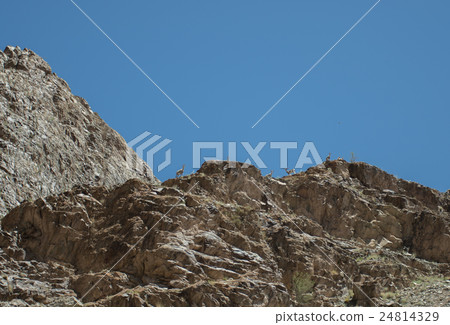 chamois rest on moutain himalaya 24814329