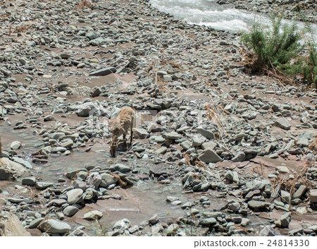 chamois drink on stream in himalaya 24814330