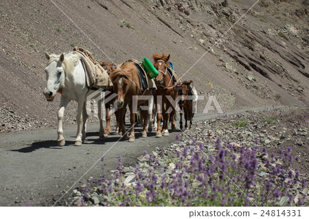 horse walk back to lehcity 24814331