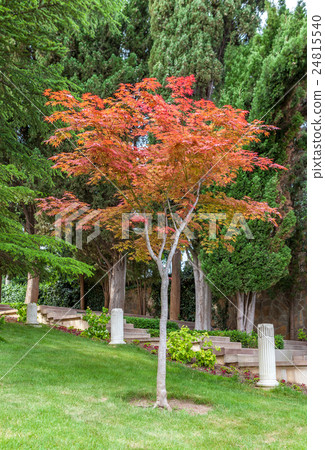 maple tree with red and yellow leaves  24815540