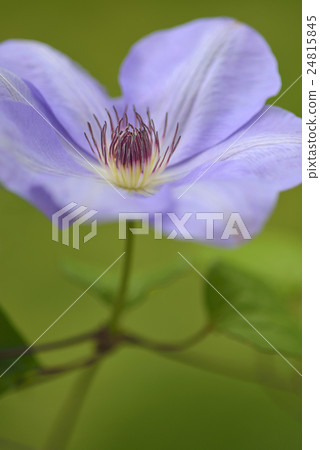 Clematis Clematis 24815845