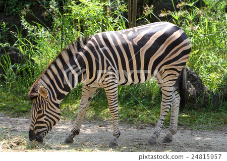 Chappuman Zebra Chappuman Zebra 24815957