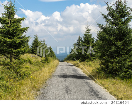 Mountain road through young forest in Europe 24816494