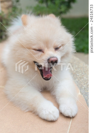 pomeranian small dog cute pets friendly in home pomeranian small dog cute pets friendly in home 24816733