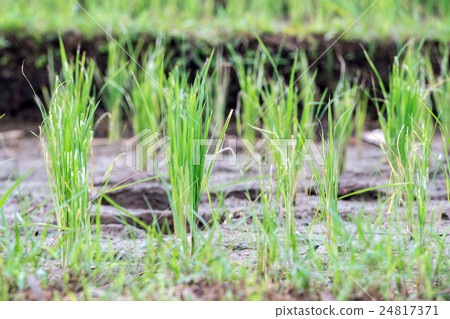 rice plant with rain water drops macro 24817371