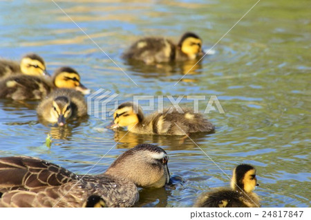 Karugamo parents walking in the pond Karugamo parents walking in the pond 24817847