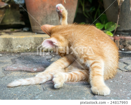 Cute brown kitten with unusual posture Cute brown kitten with unusual posture 24817993