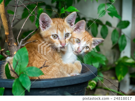 Two sibling kittens lay inside flowerpot Two sibling kittens lay inside flowerpot 24818017